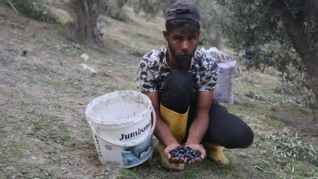 Hatay’da Kuraklık Zeytinyağı Piyasasını Altüst Etti! 6